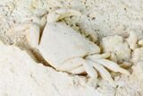 Fossil Crab (Potamon) Preserved in Travertine - Turkey #145054-3